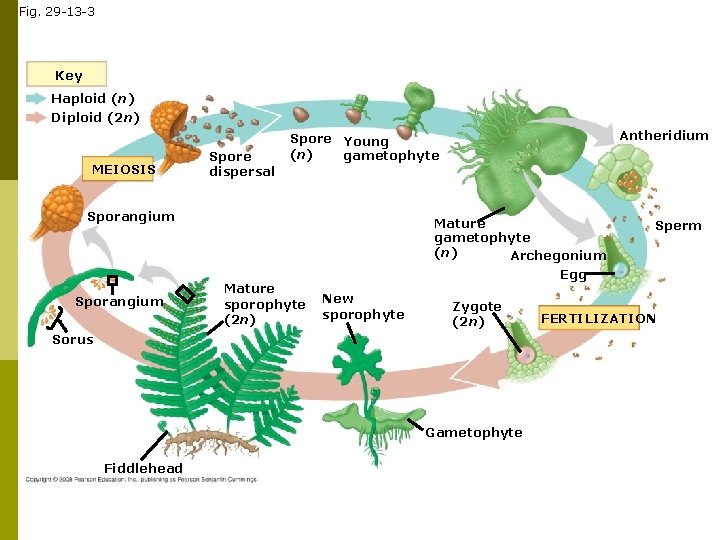 Fig. 29 -13 -3 Key Haploid (n) Diploid (2 n) MEIOSIS Spore dispersal Sporangium