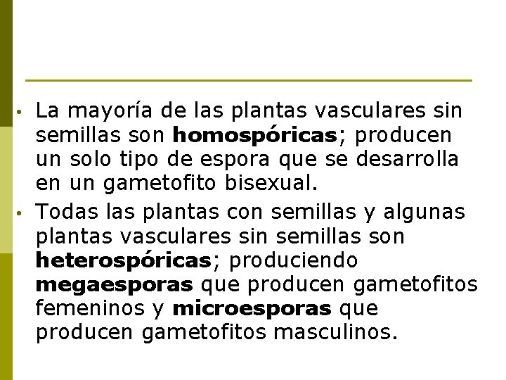  • • La mayoría de las plantas vasculares sin semillas son homospóricas; producen