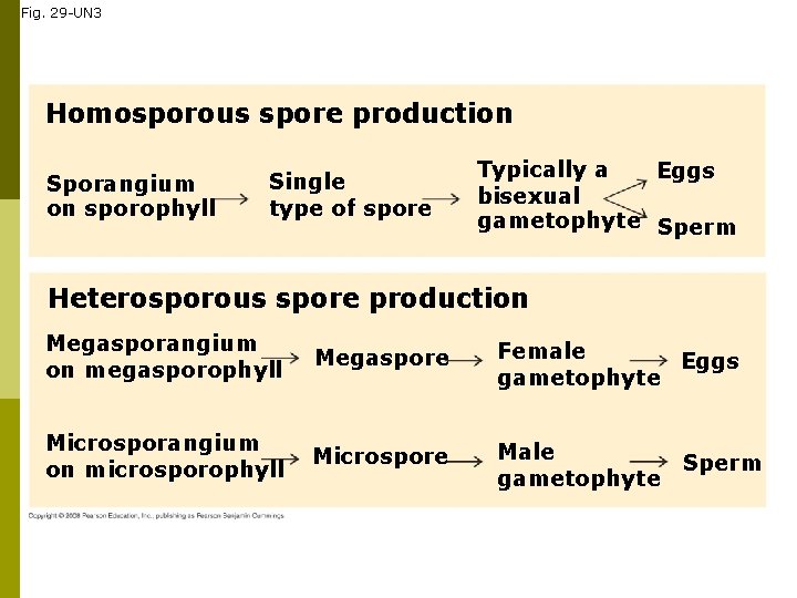 Fig. 29 -UN 3 Homosporous spore production Sporangium on sporophyll Single type of spore