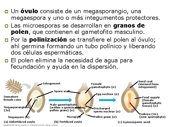 p p Un óvulo consiste de un megasporangio, una megaespora y uno o más