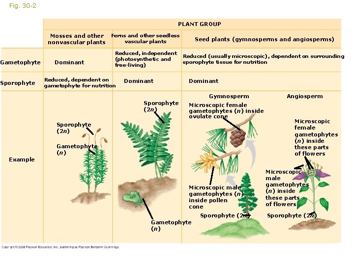 Fig. 30 -2 PLANT GROUP Mosses and other nonvascular plants Gametophyte Sporophyte Dominant Ferns