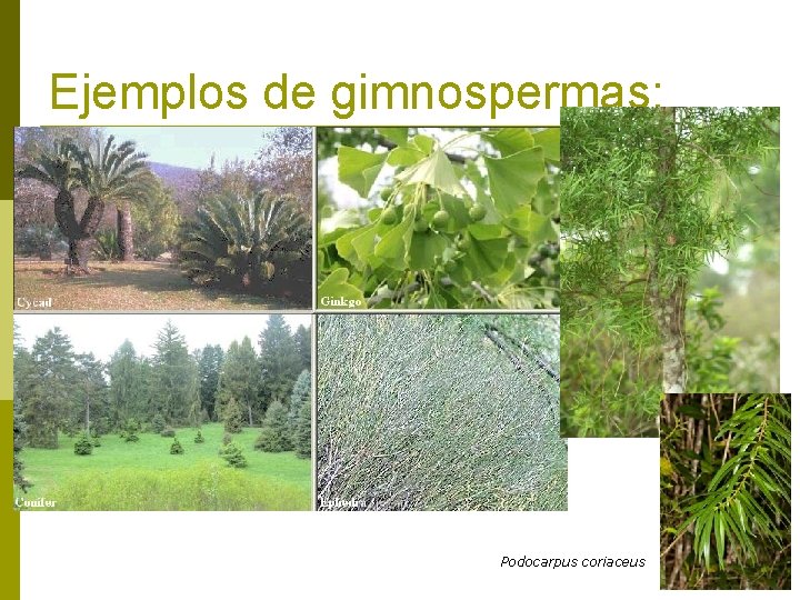 Ejemplos de gimnospermas: Podocarpus coriaceus 