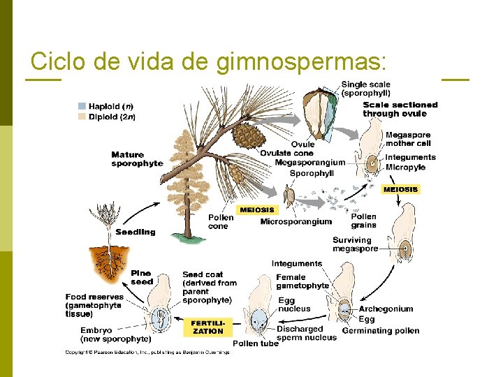 Ciclo de vida de gimnospermas: 