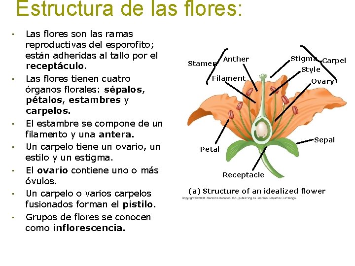 Estructura de las flores: • • Las flores son las ramas reproductivas del esporofito;