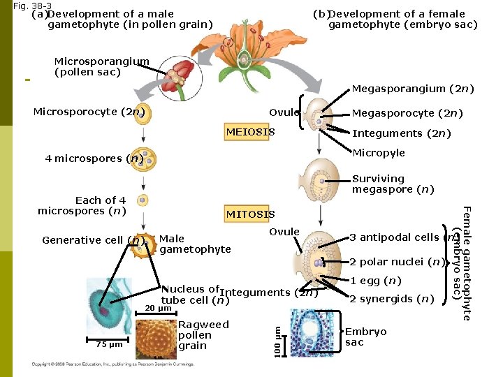 Fig. 38 -3 (b)Development of a female gametophyte (embryo sac) (a)Development of a male