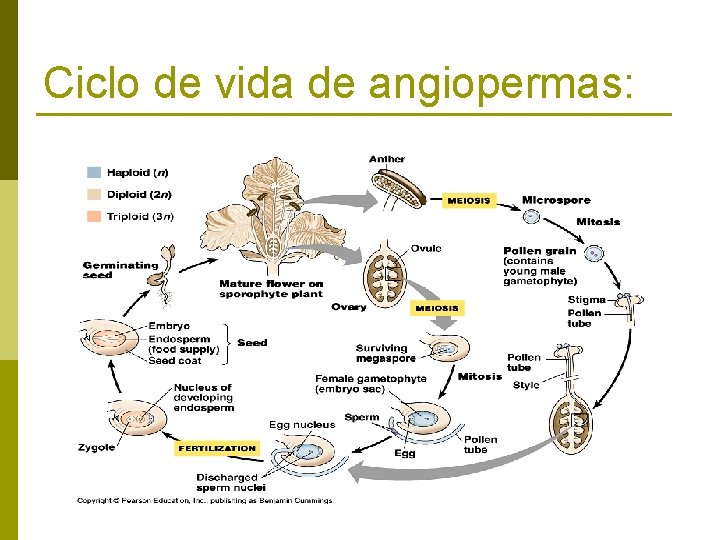 Ciclo de vida de angiopermas: 