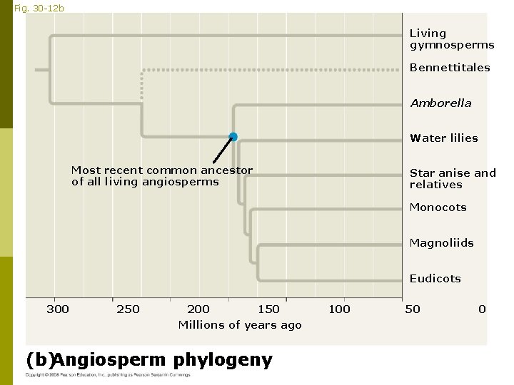 Fig. 30 -12 b Living gymnosperms Bennettitales Amborella Water lilies Most recent common ancestor