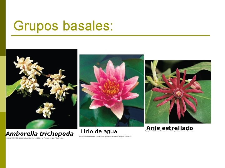 Grupos basales: Amborella trichopoda Lirio de agua Anís estrellado 