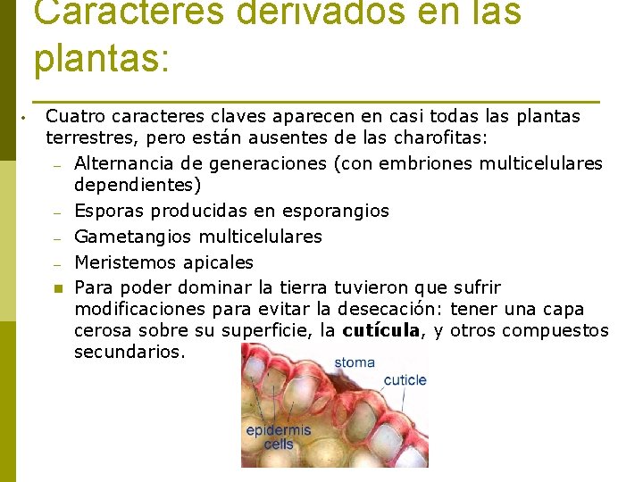 Caracteres derivados en las plantas: • Cuatro caracteres claves aparecen en casi todas las