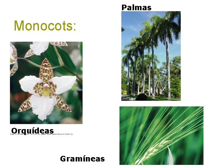 Palmas Monocots: Orquídeas Gramíneas 