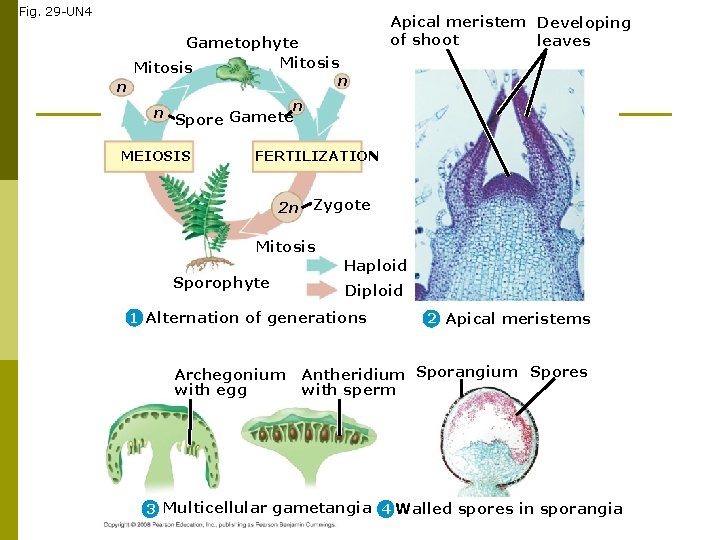 Fig. 29 -UN 4 Gametophyte Mitosis n n n Spore Gameten MEIOSIS Apical meristem