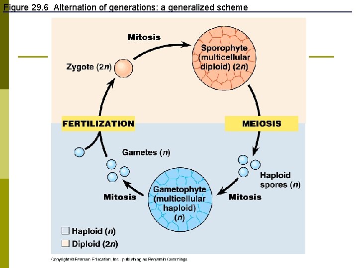 Figure 29. 6 Alternation of generations: a generalized scheme 