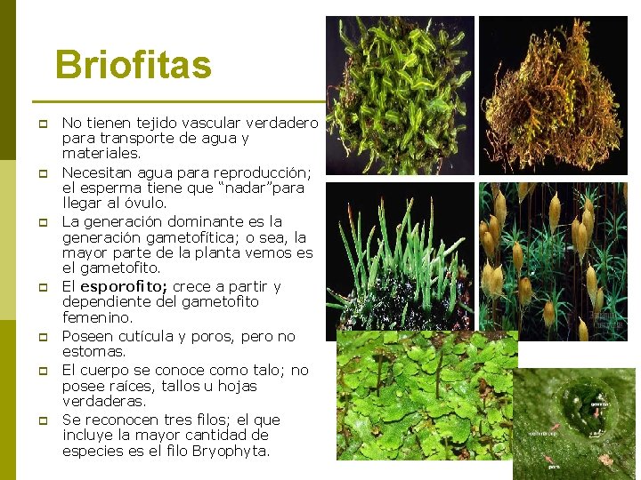 Briofitas p p p p No tienen tejido vascular verdadero para transporte de agua