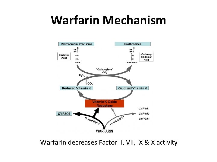 Warfarin Mechanism Warfarin decreases Factor II, VII, IX & X activity 