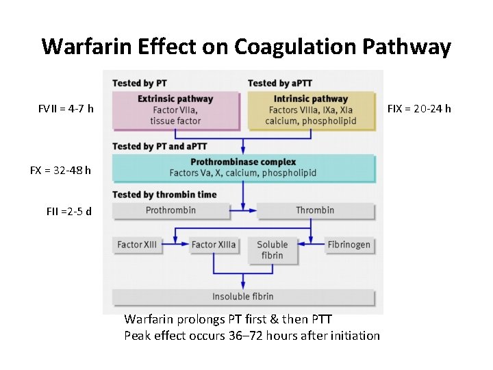 Warfarin Effect on Coagulation Pathway FVII = 4 -7 h FIX = 20 -24