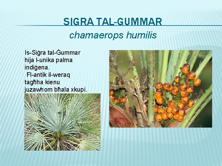 SIGRA TAL-GUMMAR chamaerops humilis Is-Siġra tal-Ġummar hija l-unika palma indiġena. Fl-antik il-weraq tagħha kienu