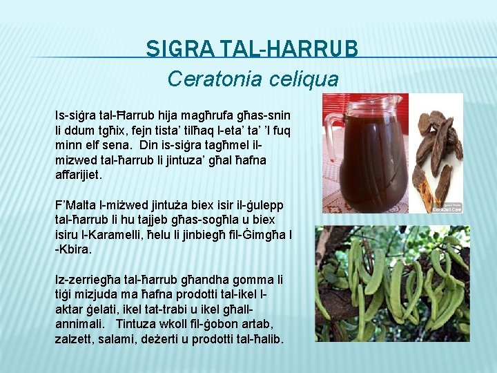 SIGRA TAL-HARRUB Ceratonia celiqua Is-siġra tal-Ħarrub hija magħrufa għas-snin li ddum tgħix, fejn tista’