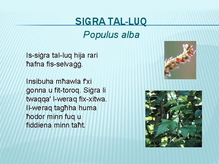 SIGRA TAL-LUQ Populus alba Is-siġra tal-luq hija rari ħafna fis-selvaġġ. Insibuha mħawla f'xi ġonna
