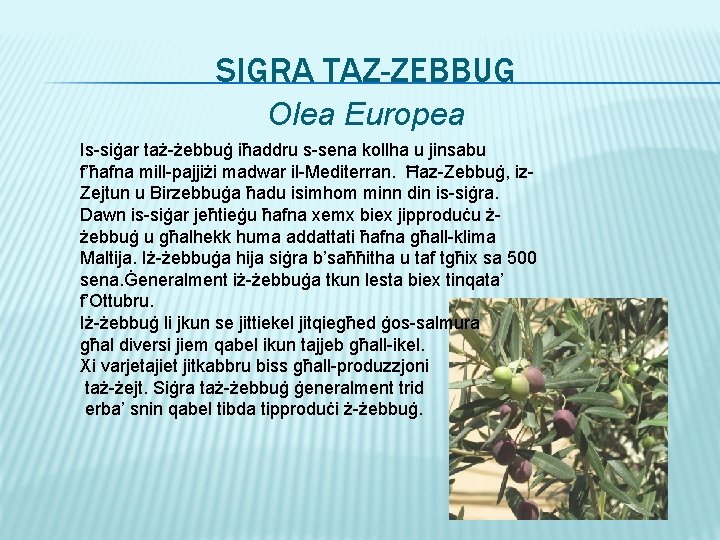 SIGRA TAZ-ZEBBUG Olea Europea Is-siġar taż-żebbuġ iħaddru s-sena kollha u jinsabu f’ħafna mill-pajjiżi madwar