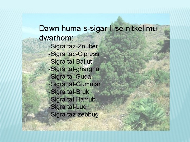 Dawn huma s-siġar li se nitkellmu dwarhom: -Siġra taz-Znuber -Siġra taċ-Ċipress -Siġra tal-Ballut -Siġra