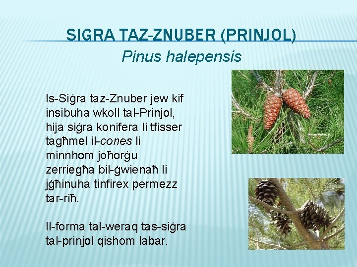 SIGRA TAZ-ZNUBER (PRINJOL) Pinus halepensis Is-Siġra taz-Znuber jew kif insibuha wkoll tal-Prinjol, hija siġra