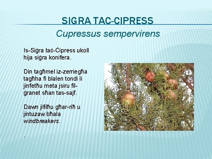 SIGRA TAC-CIPRESS Cupressus sempervirens Is-Siġra taċ-Ċipress ukoll hija siġra konifera. Din tagħmel iz-zerriegħa tagħha