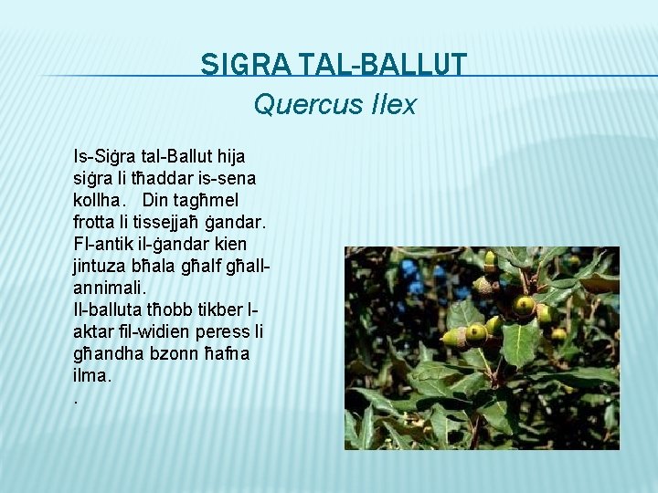 SIGRA TAL-BALLUT Quercus Ilex Is-Siġra tal-Ballut hija siġra li tħaddar is-sena kollha. Din tagħmel