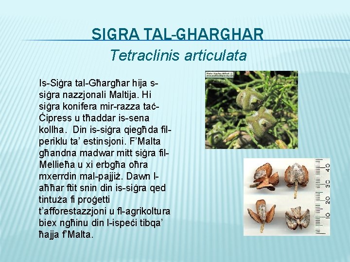 SIGRA TAL-GHAR Tetraclinis articulata Is-Siġra tal-Għargħar hija ssiġra nazzjonali Maltija. Hi siġra konifera mir-razza