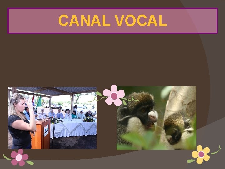 CANAL VOCAL 