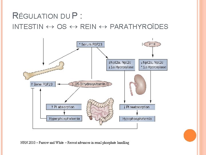 RÉGULATION DU P : INTESTIN ↔ OS ↔ REIN ↔ PARATHYROÏDES NRN 2010 –