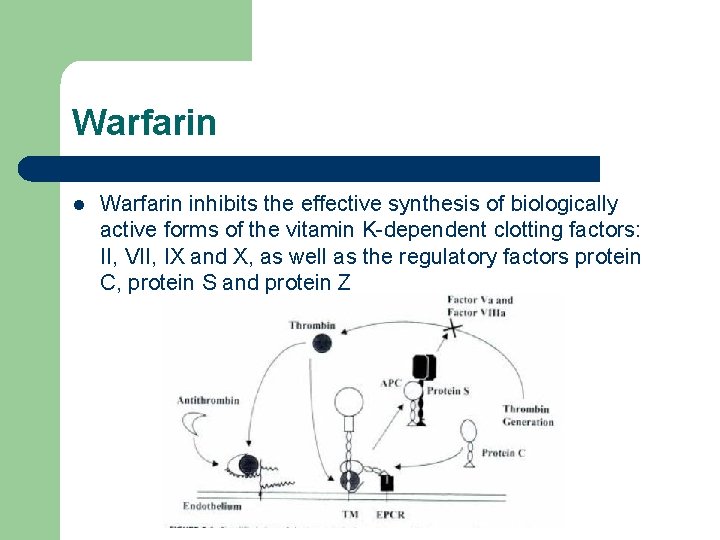 Warfarin l Warfarin inhibits the effective synthesis of biologically active forms of the vitamin