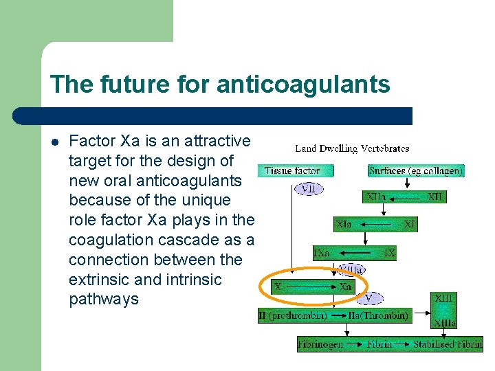 The future for anticoagulants l Factor Xa is an attractive target for the design