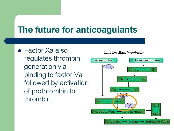 The future for anticoagulants l Factor Xa also regulates thrombin generation via binding to