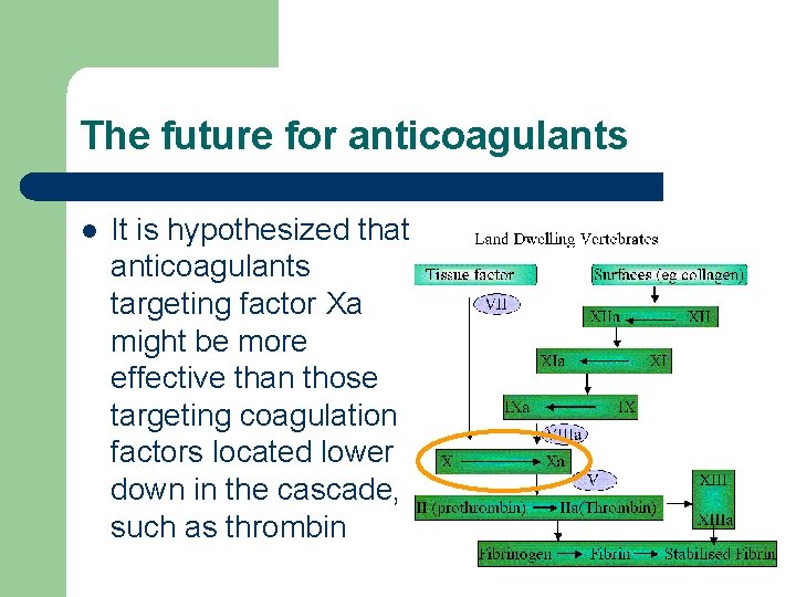 The future for anticoagulants l It is hypothesized that anticoagulants targeting factor Xa might