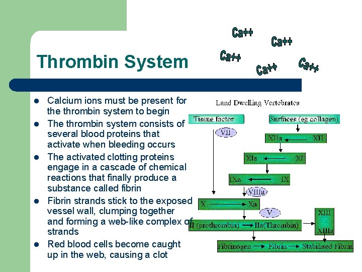 Thrombin System l l l Calcium ions must be present for the thrombin system