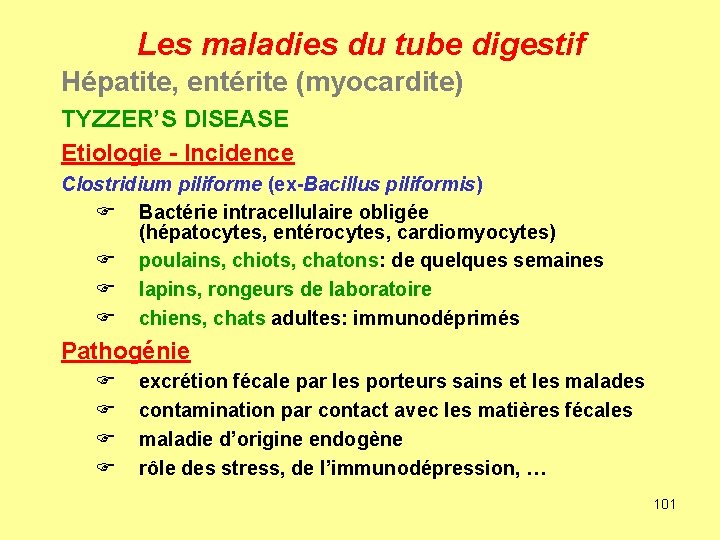 Les maladies du tube digestif Hépatite, entérite (myocardite) TYZZER’S DISEASE Etiologie - Incidence Clostridium