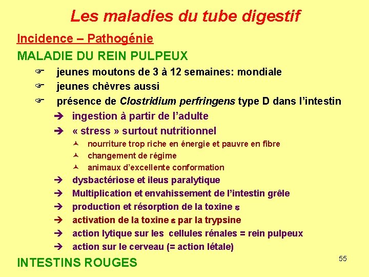 Les maladies du tube digestif Incidence – Pathogénie MALADIE DU REIN PULPEUX F F