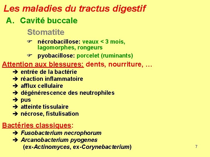 Les maladies du tractus digestif A. Cavité buccale Stomatite F nécrobacillose: veaux < 3