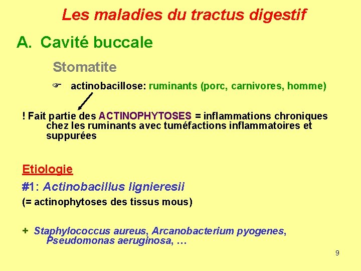 Les maladies du tractus digestif A. Cavité buccale Stomatite F actinobacillose: ruminants (porc, carnivores,