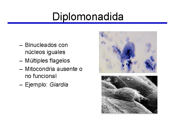 Diplomonadida – Binucleados con núcleos iguales – Múltiples flagelos – Mitocondria ausente o no