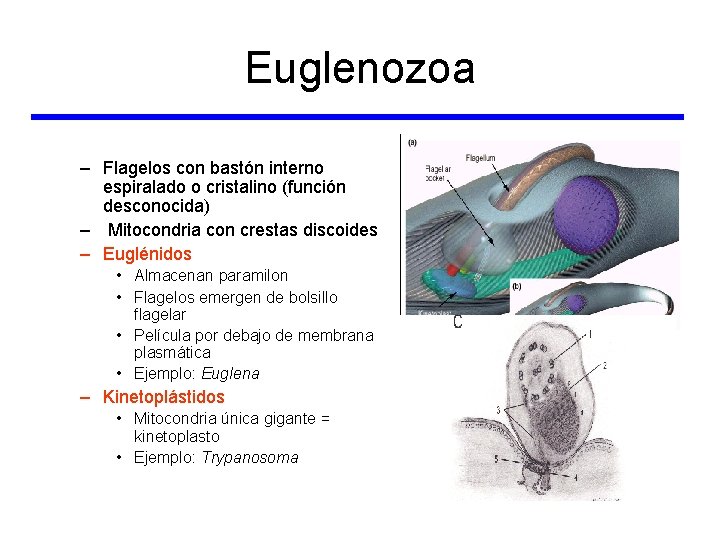Euglenozoa – Flagelos con bastón interno espiralado o cristalino (función desconocida) – Mitocondria con
