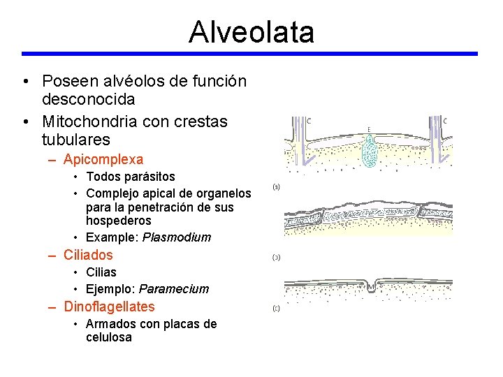 Alveolata • Poseen alvéolos de función desconocida • Mitochondria con crestas tubulares – Apicomplexa