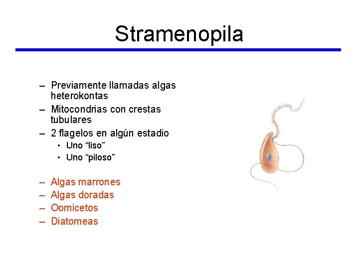 Stramenopila – Previamente llamadas algas heterokontas – Mitocondrias con crestas tubulares – 2 flagelos