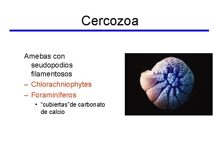 Cercozoa Amebas con seudopodios filamentosos – Chlorachniophytes – Foraminíferos • “cubiertas”de carbonato de calcio