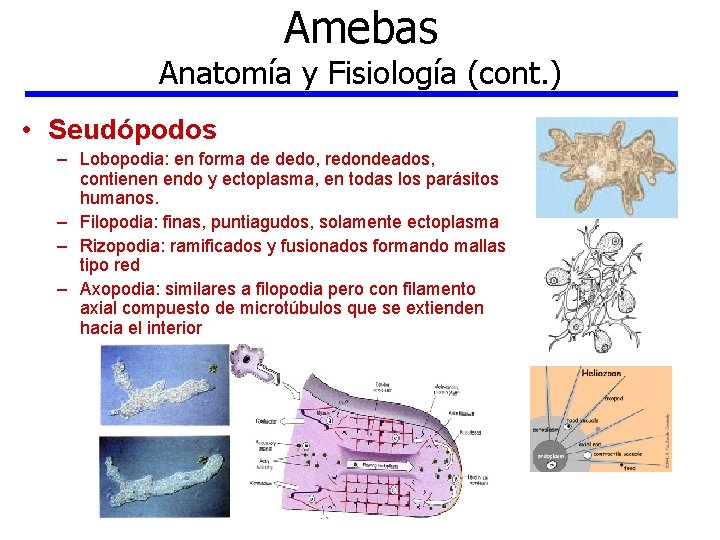 Amebas Anatomía y Fisiología (cont. ) • Seudópodos – Lobopodia: en forma de dedo,