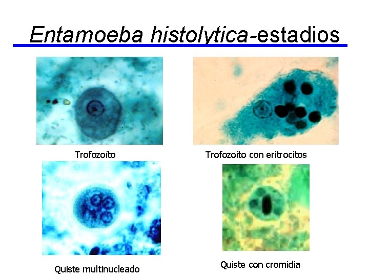 Entamoeba histolytica-estadios Trofozoíto Quiste multinucleado Trofozoíto con eritrocitos Quiste con cromidia 