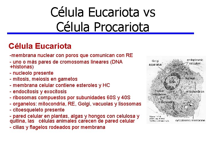 Célula Eucariota vs Célula Procariota Célula Eucariota -membrana nuclear con poros que comunican con