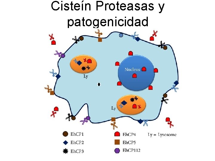 Cisteín Proteasas y patogenicidad 