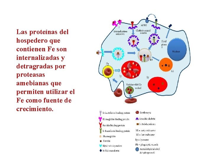 Las proteínas del hospedero que contienen Fe son internalizadas y detragradas por proteasas amebianas