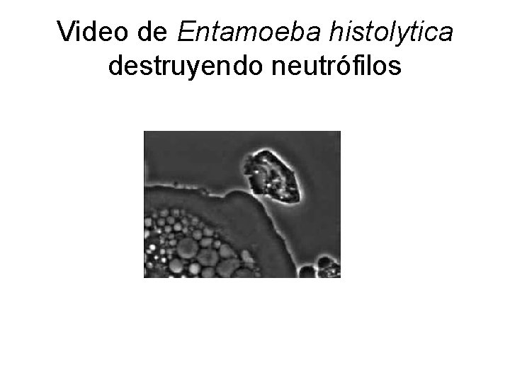 Video de Entamoeba histolytica destruyendo neutrófilos 